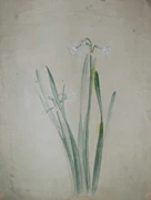 作品画像