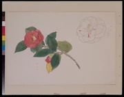 作品画像