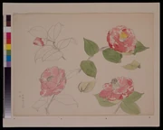 作品画像