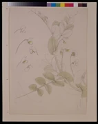 作品画像