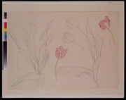 作品画像
