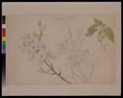 作品画像