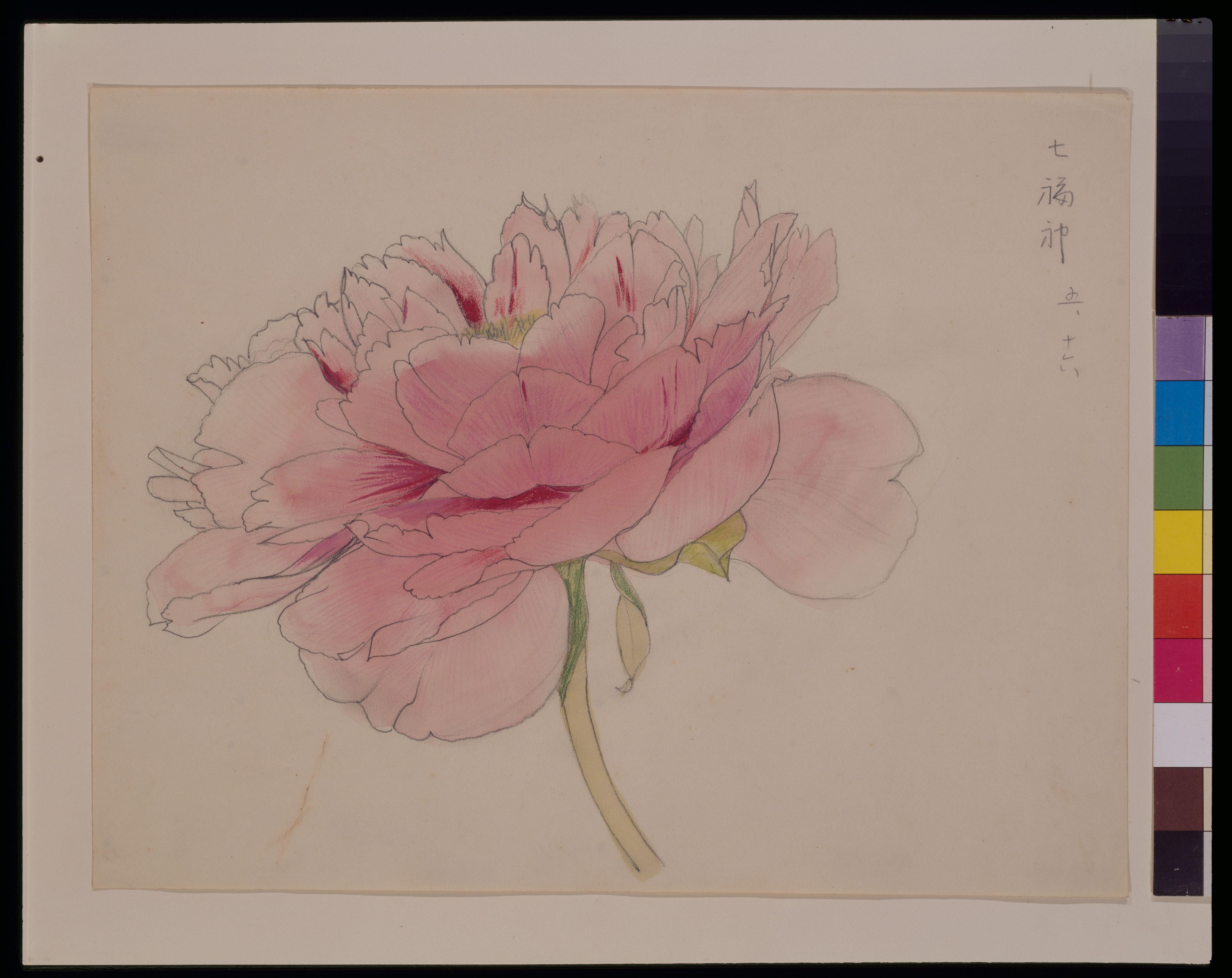 山口蓬春《牡丹》 | アートプラットフォームジャパン（APJ）