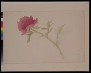 作品画像