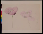作品画像