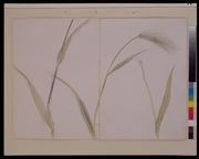 作品画像