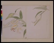 作品画像