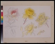 作品画像
