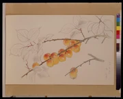作品画像
