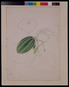 作品画像