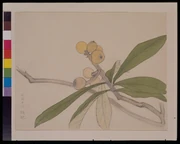 作品画像