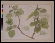作品画像