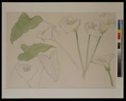 作品画像