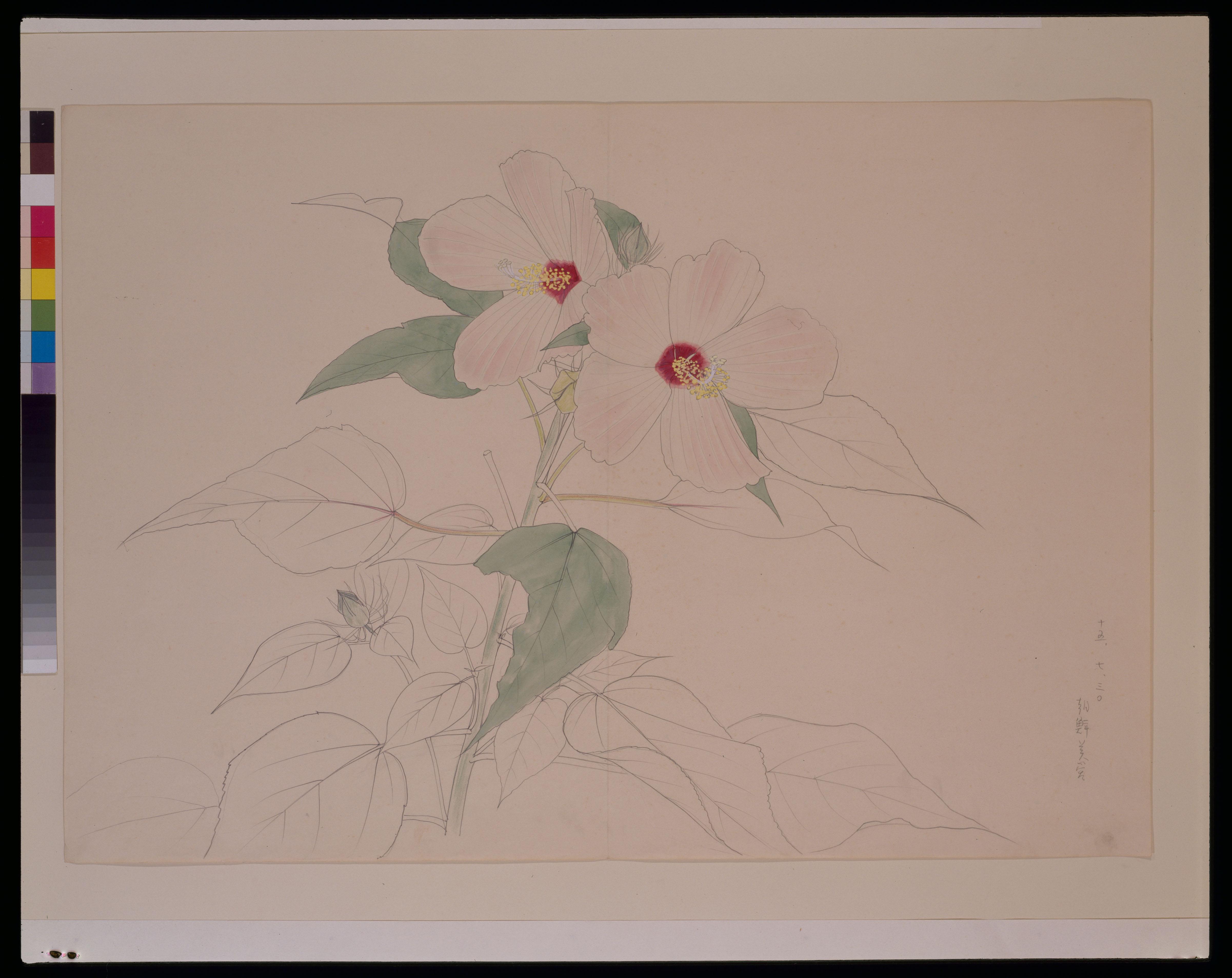 山口蓬春《朝鮮芙蓉》 | アートプラットフォームジャパン（APJ）