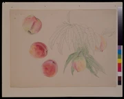 作品画像