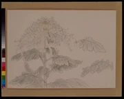 作品画像