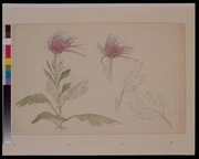 作品画像