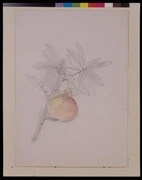 作品画像
