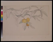 作品画像