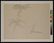 作品画像