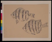 作品画像