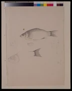 作品画像