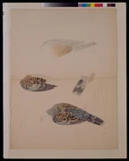 作品画像