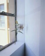 作品画像