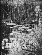 作品画像