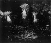 作品画像