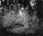 作品画像