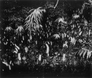 作品画像