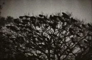 作品画像