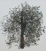 作品画像