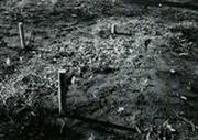作品画像