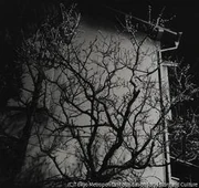 作品画像