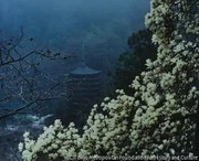 作品画像