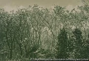 作品画像