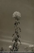 作品画像