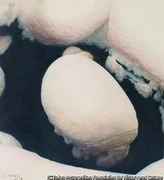 作品画像