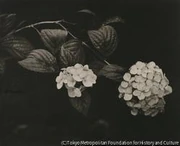 作品画像