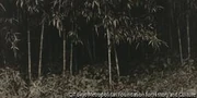 作品画像