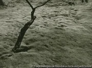 作品画像