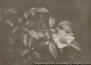 作品画像