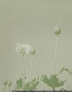 作品画像