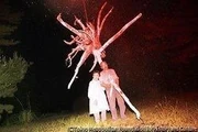 作品画像