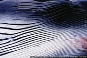 作品画像