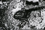 作品画像
