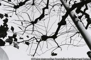 作品画像