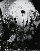 作品画像